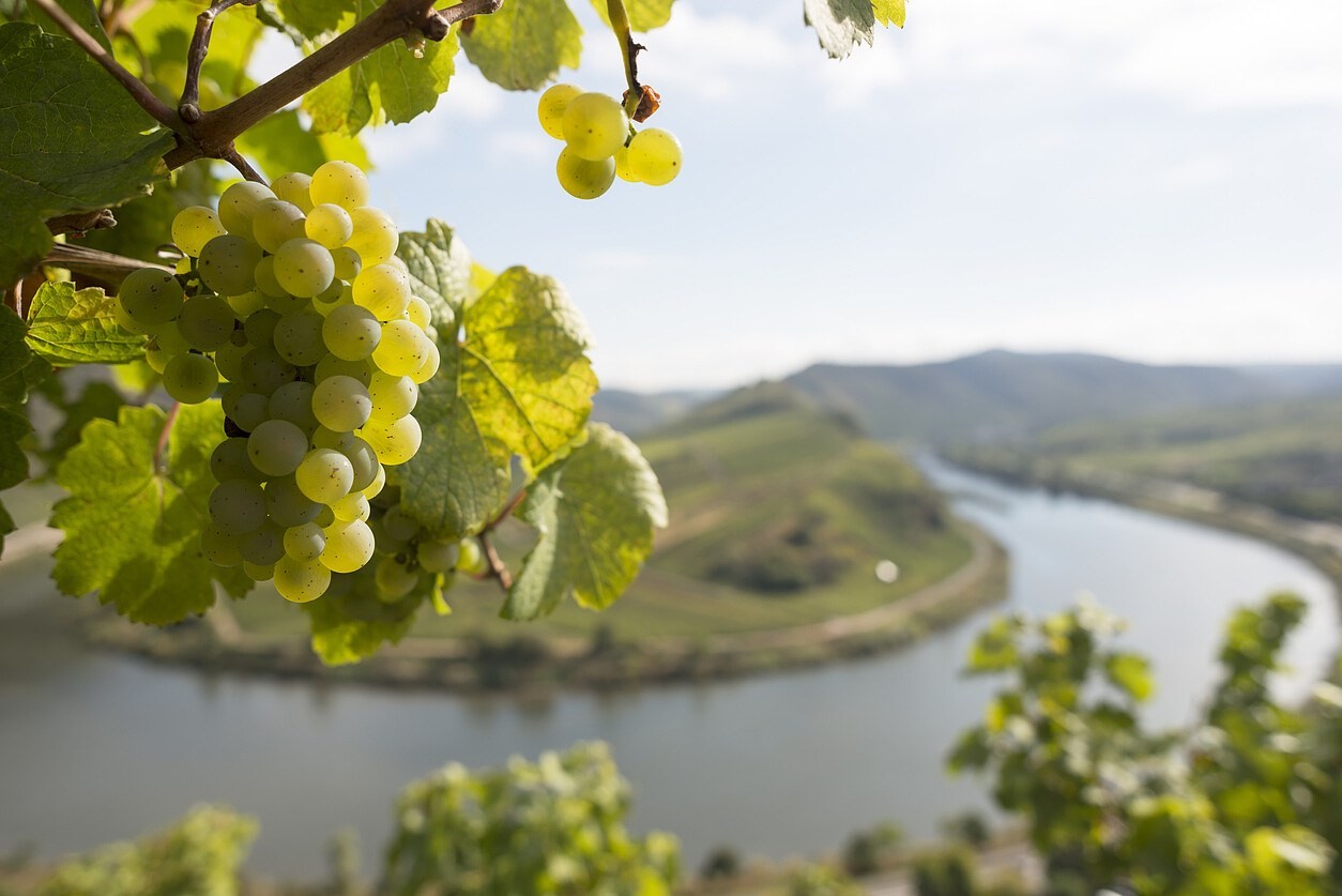 Rieslingmessen